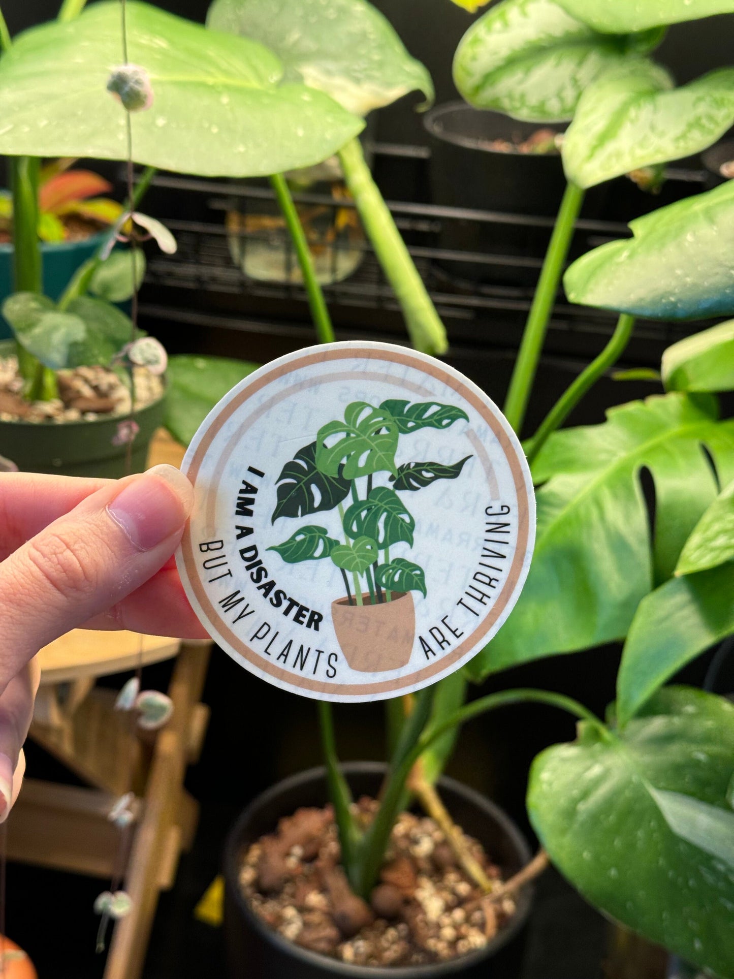 'I Am a Disaster but my Plants are Thriving' Vinyl Sticker