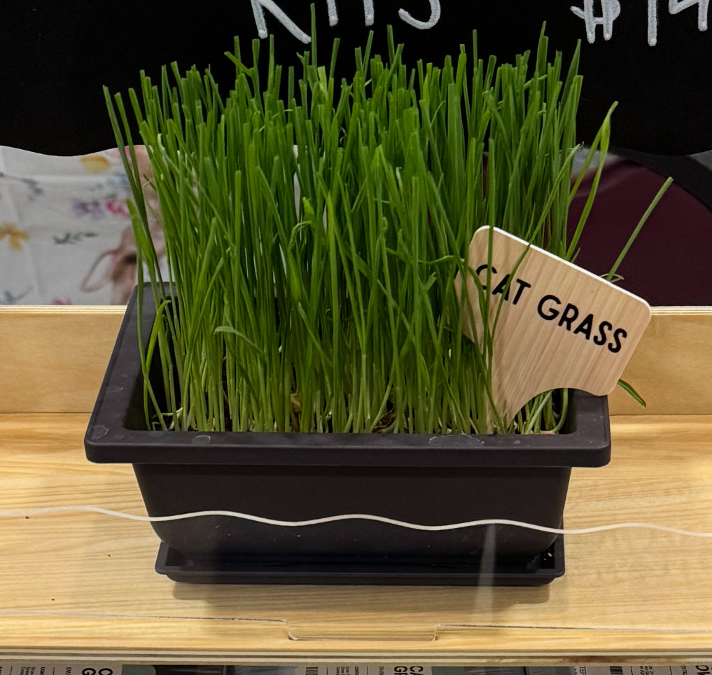 Cat Grass Grow Kit