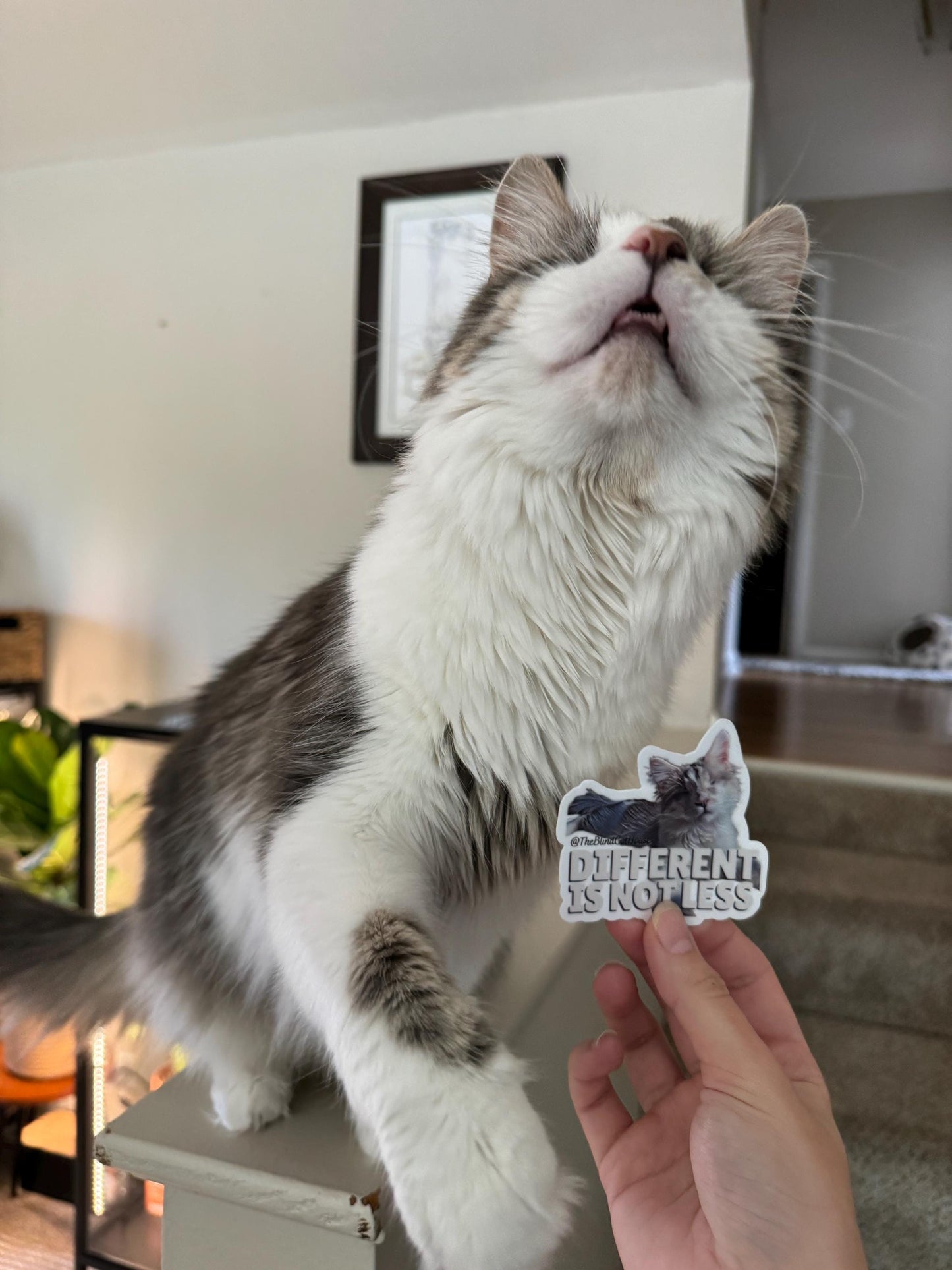 The Blind Cat House Exclusive Support Sticker