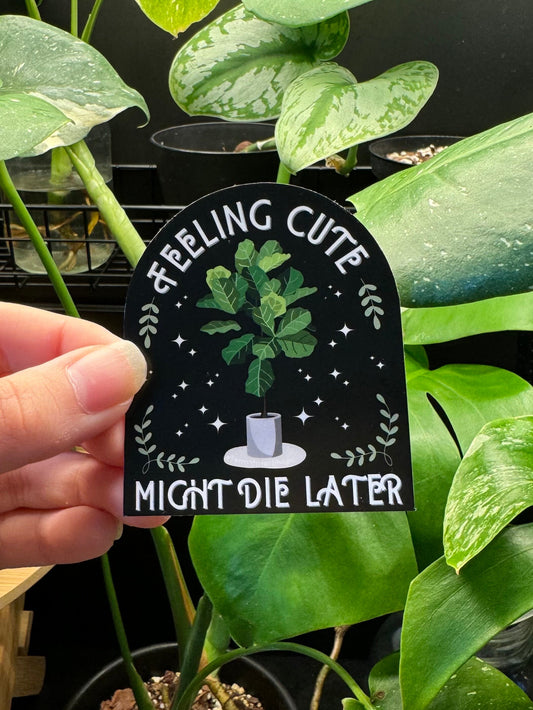 'Feeling Cute Might Die Later' Fiddle Leaf Fig Houseplant Vinyl Sticker