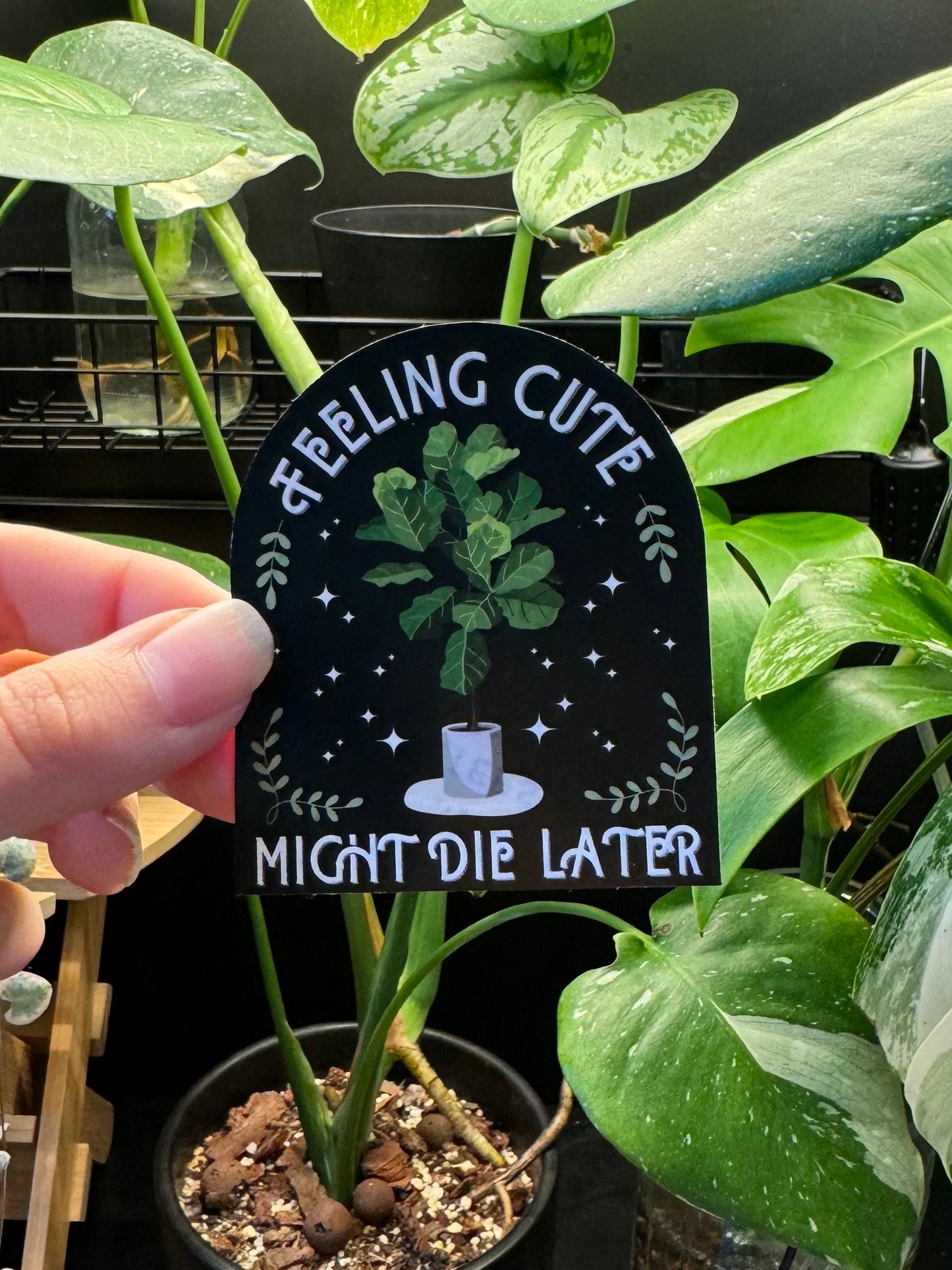 'Feeling Cute Might Die Later' Fiddle Leaf Fig Houseplant Vinyl Sticker