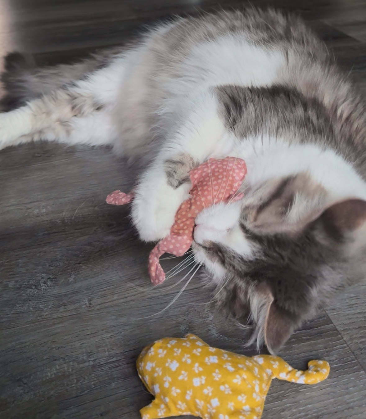 White and grey fluffy blind cat enthusiastically playing with frog toy while laying on the ground next to another frog toy.