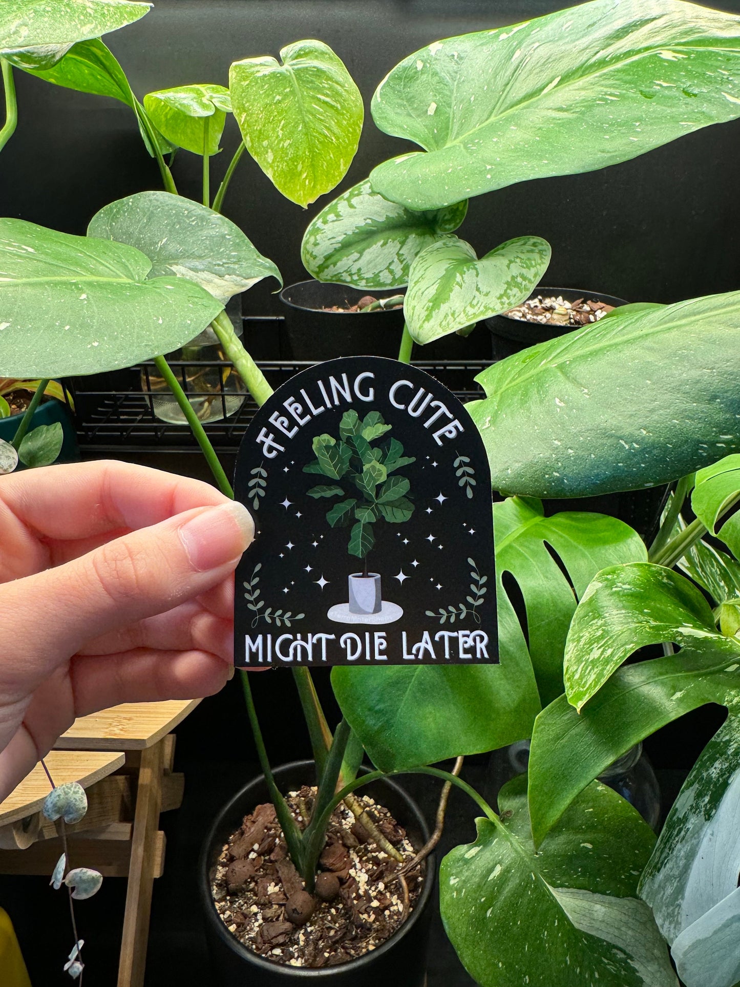 'Feeling Cute Might Die Later' Fiddle Leaf Fig Houseplant Vinyl Sticker