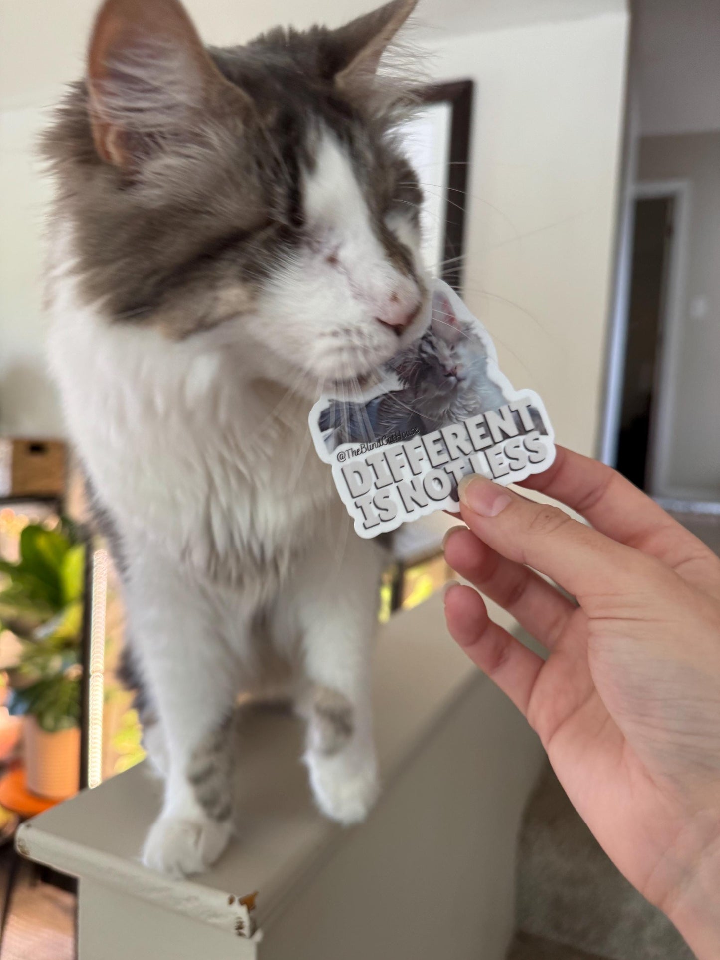 The Blind Cat House Exclusive Support Sticker